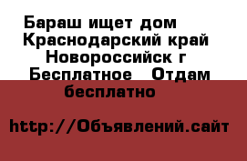 Бараш ищет дом!!!  - Краснодарский край, Новороссийск г. Бесплатное » Отдам бесплатно   